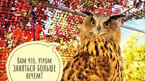 Всех разбудила, Пса Кубика отправила гулять, у совы Кофи забрала еду, у совы Ёлки восхитилась видом