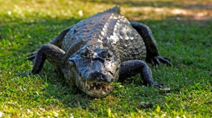 Американка избила руками аллигатора, чтобы вырвать у него из пасти щенка