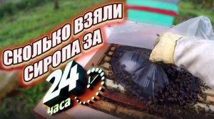 Сколько пчелы забрали сиропа за 24 часа5 сентября 25 года, всё наглядно.