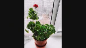 АВТОР ЧИТАЕТ СТИХОТВОРЕНИЕ