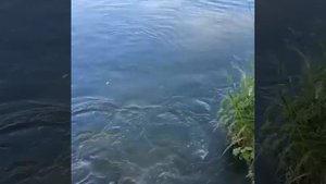 Видео от За Трофеем: Охота и Рыбалка