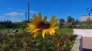 Солнечная пятница ☀️ в сквере 30-летия ВЛКСМ (12 сентября 2025г.)