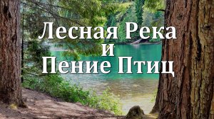Лесная Река и Пение Птиц | Звуки Природы для Спокойствия 🕊️🌳🕊️