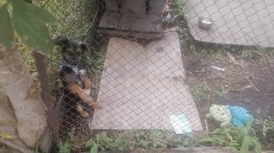 Кормлю рысю