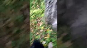 ☆Всем привет ) А мы пошли в лес за грибами)