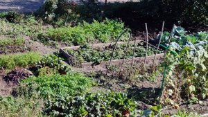 13-09-2025 огород в деревне, уютная деревенская жизнь