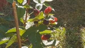 Ежевика огромная