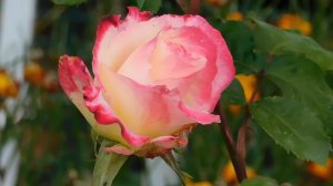 05=05=2025  РОЗА -=- РОЗА   ник    (71)