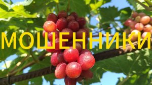 Где купить саженцы винограда, чтоб не обманули