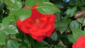 05=05=2025  РОЗА    ник    (66)