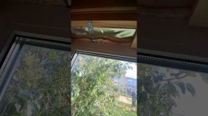 1000034441.mp4 (Собака наблюдает за устройством откосов у оконных проёмов в б/комнате дома А-фрейм)