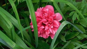 05=05=2025  ПИОН   .  ник    (55)