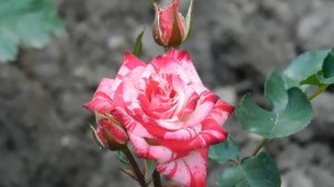 05=05=2025  РОЗА -=- РОЗА   ник    (73)