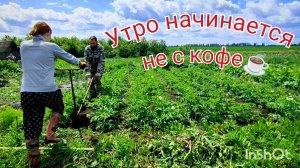 Побелка дома, сбор грибов и ягод, окучивание картошки.