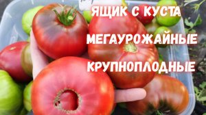 Только эти 2 ТОМАТА посажу в 2026, МЕГАУРОЖАЙНЫЕ, не болеют, ящиками собираю каждый день