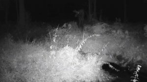 Лоси видео фото ловушки