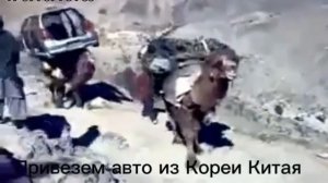 Доставка автомобиля