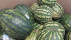 День города Астрахани