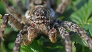 Каракурт и другие пауки. что делать после укуса?