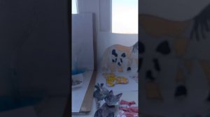 новая одежда ? ✨🌹