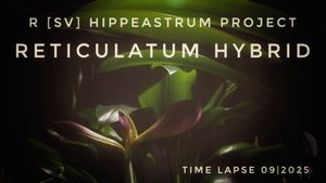 Hippeastrum Reticulatum Hybrid Time Lapse | 04/2025