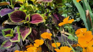 что выросло из семян