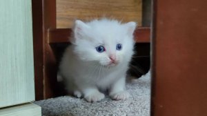 Заботливая мама-кошка зовет своего белого котенка.