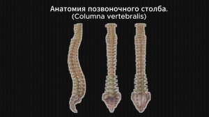 Анатомия позвоночника столба