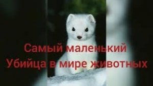 Самый маленький убийца в мире животных. Ласка - хищное млекопитающее семейства куньих. Микро убийца.