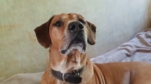 КАРТУН КЭТ НАПАЛ НА МЕНЯ!!! *меня нужно спасти*