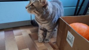 13-09-2025 кот смотрит на урожай с огорода