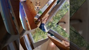 1000034509.mp4 (Собака наблюдает за устройством откосов у оконных проёмов в б/комнате дома А-фрейм)