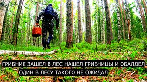 Грибник зашел в лес нашел ГРИБНИЦЫ и ОБАЛДЕЛ! Один с лесу такого не ожидал!  Ягоды и Грибы 2025