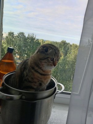 привет