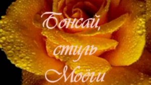 Бонсай моеги