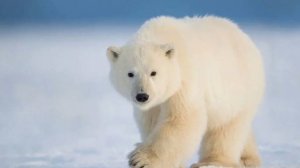 Где-то на белом свете. Наталия Наракидзе