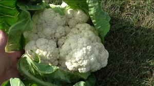 Первый кочан цветной капусты