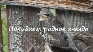Покидаем родное гнездо. Записки помещика
