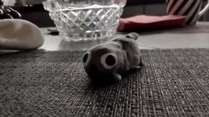 ПЕББЛИК НЕ СПИТ 1 ЧАСТЬ