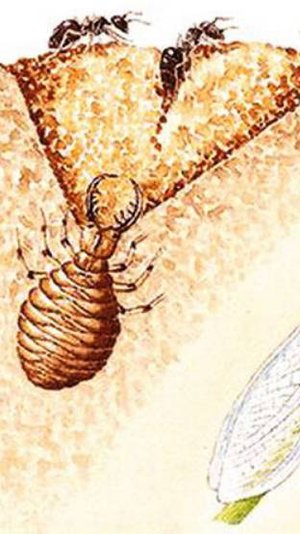 Ant Lion
