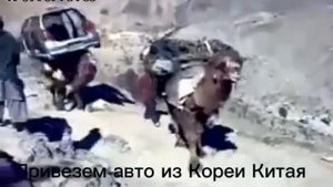 Доставим машины из Японии и Кореи