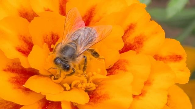 Последние цветы для пчёлок: сентябрьский сбор