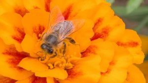 Последние цветы для пчёлок: сентябрьский сбор