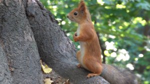 Немного о Белке с глазиком. Зарисовка