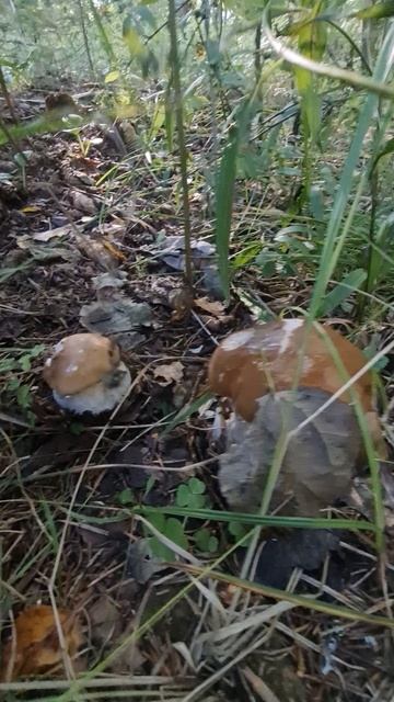 Тихая охота. Поход за грибами. смотреть онлайн