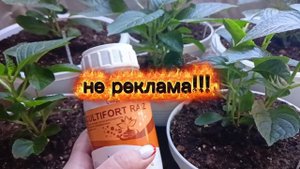 Что делать с крупнолистными гортензиями после пркупки?!, 🤔