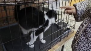 котята