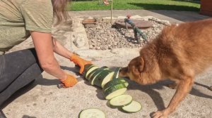 КАРЕЛО-ФИНСКИЕ ЛАЙКИ любят КАБАЧКИ? :: Do the FINNISH SPITZ like ZUCCHINI?