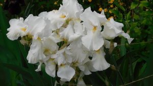 05=05=2025  ИРИС    ник    (58)