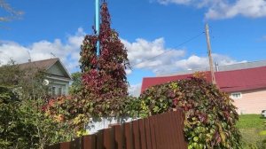 Мы дома! Что случилось за 3 недели в деревне.